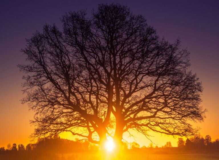 grief_counseling_tree grief_counseling_tree